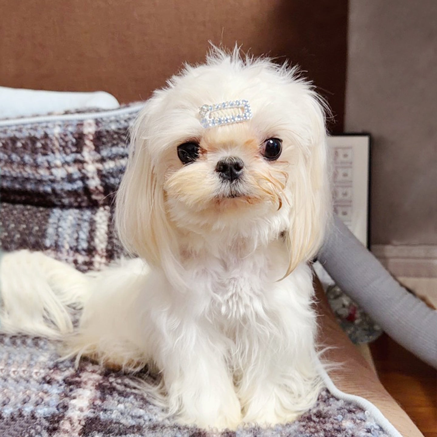 Blue Bow Pet Hair Clips, Dog Barrettes with Pearls & Rhinestones for Yorkie, Maltese & Small Breeds
