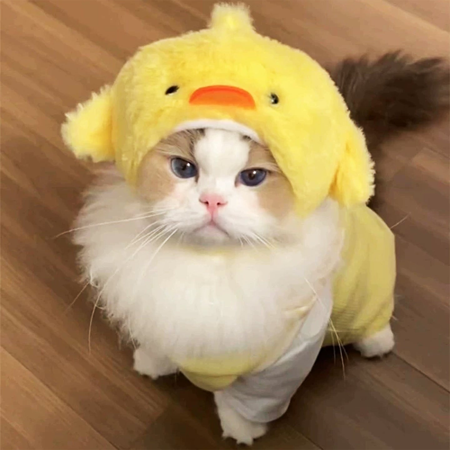 Cute Funny Pet Hats, Cartoon Costume Headwear for Cats & Dogs