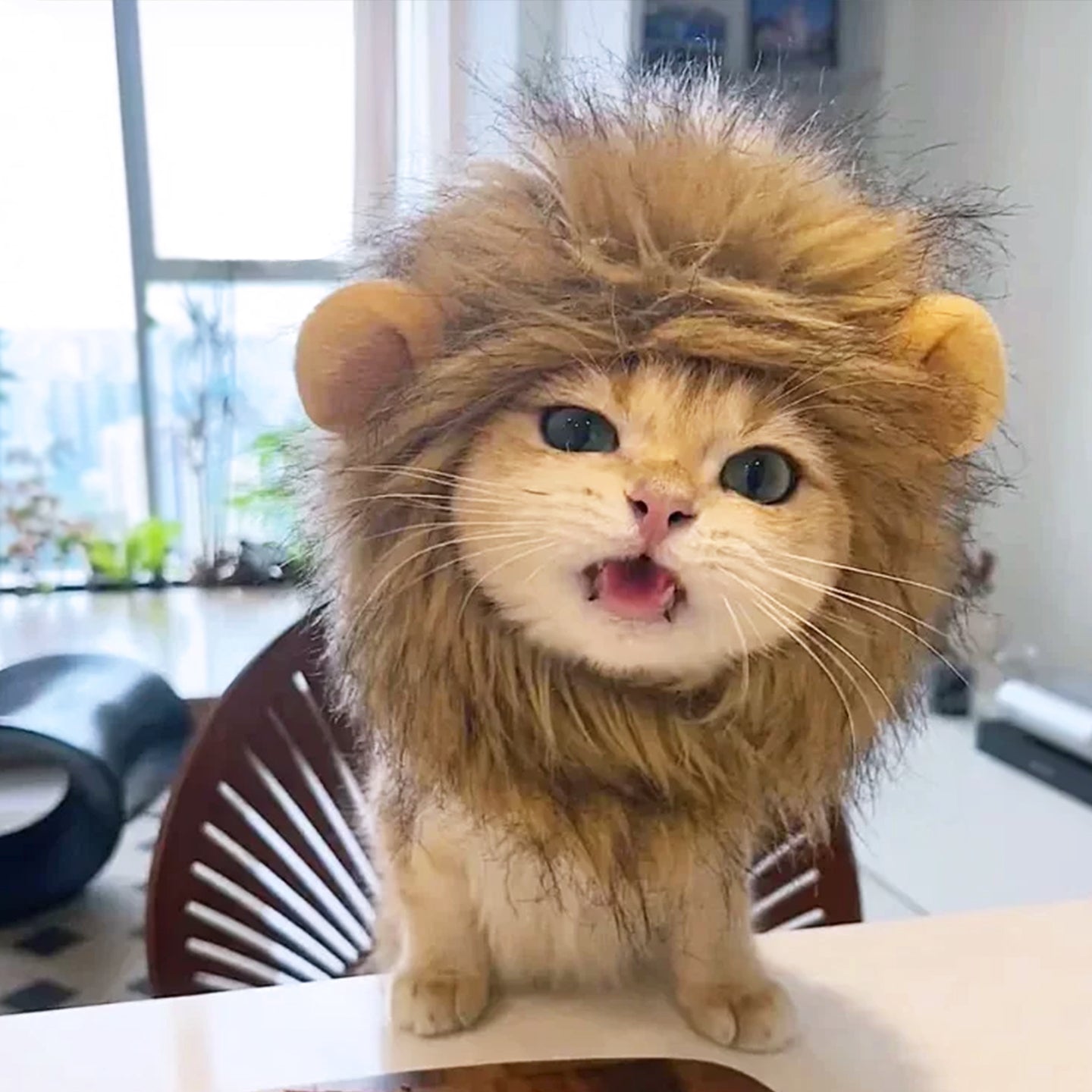 Cute Funny Pet Hats, Cartoon Costume Headwear for Cats & Dogs